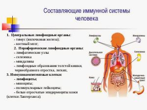 Иммунная система организма человека: свойства, функции, что это, анатомия