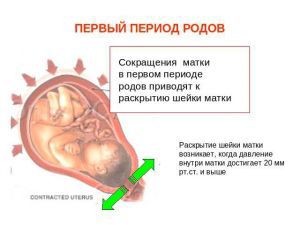 Первый период родов: начало, течение, введение, осложнения