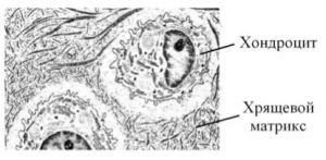 Матрикс хрящевой ткани