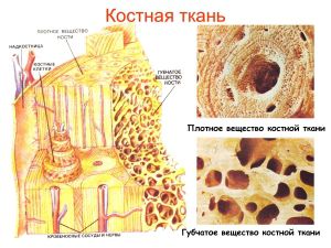 Клеточные элементы костных тканей Клеточные элементы костных тканей