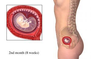 Второй месяц беременности