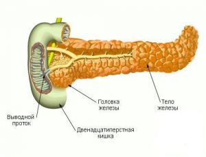 Строение и расположение поджелудочной железы