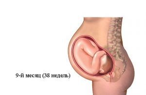 Девятый месяц беременности Девятый месяц беременности