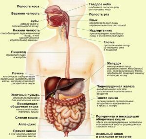 Пищеварительная система человека: строение, функции, органы, особенности, заболевания