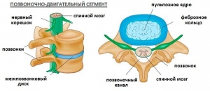 Позвоночник человека: строение, функции, отделы, из чего состоит, анатомия