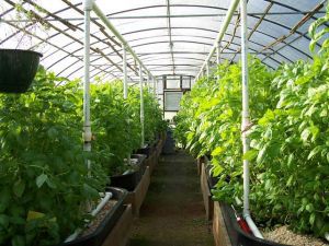 Выращивание овощных, плодовых, ягодных культур в теплице и парнике
