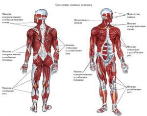 Мышечная система человека: строение, особенности, заболевания