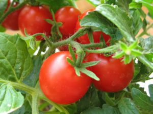 Селекция и семеноводство томатов