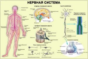 Нервная система человека: строение, функции, заболевания, отделы