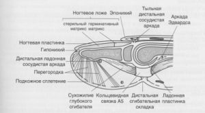 Повреждение ногтя: устранение, лечение