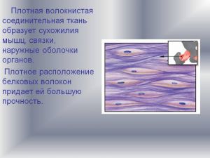 Волокнистая соединительная ткань: что это такое, функции, строение, виды Волокнистая соединительная ткань: что это такое, функции, строение, виды