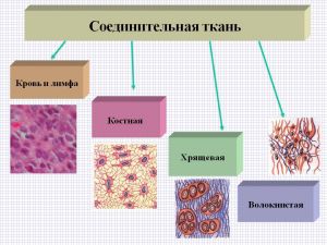 Соединительная ткань: что это такое, функции, виды, строение, классификации Соединительная ткань: что это такое, функции, виды, строение, классификации