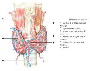 Щитовидная железа, эмбриология, анатомия и гистология
