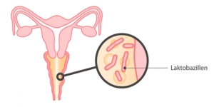 Микрофлора влагалища: норма, лечение, симптомы, причины нарушения