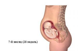 Седьмой месяц беременности Седьмой месяц беременности