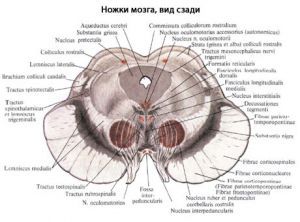 Функции и строение экстрапирамидной системы