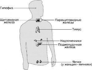 Функции эндокринной системы человека и клинические симптомы при ее нарушениях