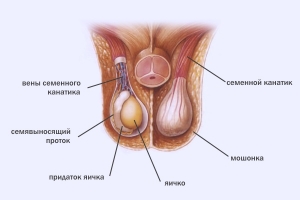 Мошонка у мужчин: что это такое, строение, функции