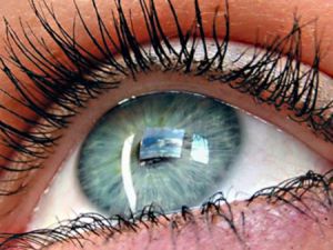 Нейрофизиологические механизмы проведения возбуждения по зрительному пути