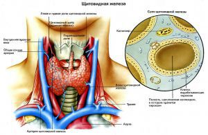 Щитовидная железа, ее строение и функции