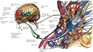Нервно-мышечная и сенсорная система: функции, строение
