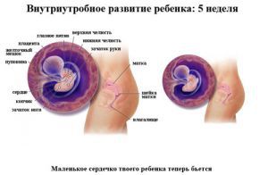 Внутриутробное развитие ребенка по неделям и месяцам, этапы
