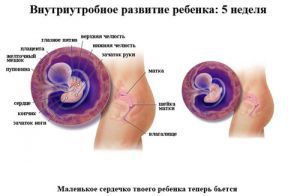 Внутриутробное развитие ребенка по неделям и месяцам, этапы Внутриутробное развитие ребенка по неделям и месяцам, этапы