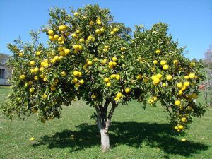 Способы обрезки плодовых деревьев