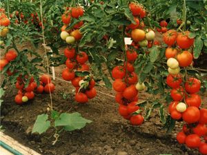 Селекция помидоров на устойчивость к болезням