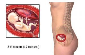 Третий месяц беременности