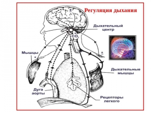 Регуляция дыхания человека: механизмы, система, нарушение