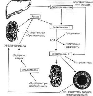 Ренин ангиотензиновая система