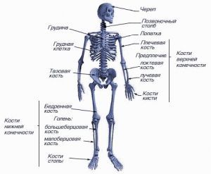 Скелет человека: строение, особенности, значение