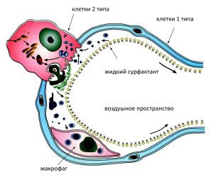 Сурфактант для недоношенных новорожденных детей: что это такое, роль, применение, свойства Сурфактант для недоношенных новорожденных детей: что это такое, роль, применение, свойства