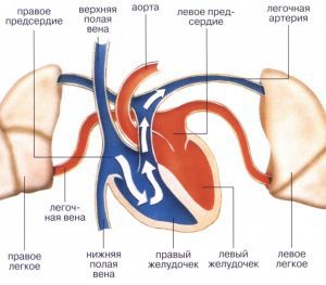 Системная эмболия: причины, симптомы, признаки, лечение