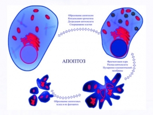 Гибель клеток путем апоптоза