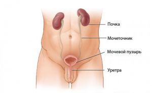 Рак мочевого пузыря и мочеточника у женщин, у мужчин: симптомы, лечение, стадии, признаки