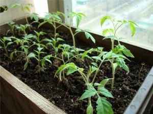 Выращивание томатов дома, уход