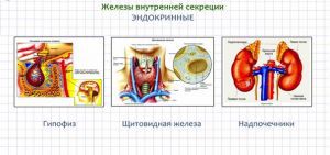 Гормоны и эндокринные железы: функция Гормоны и эндокринные железы: функция