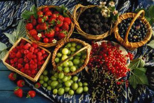 Переработка дикорастущих плодов и ягод
