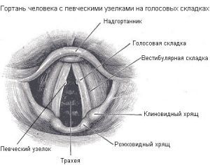 Паралич голосовых складок: лечение