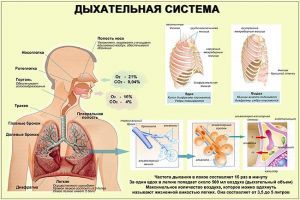 Дыхательная система человека: органы, заболевания, функции, строение