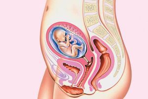 Расположение внутренних органов при беременности